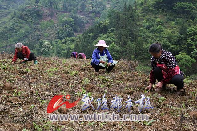 酉阳县小河镇人口_酉阳县酉酬镇